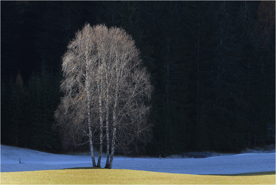 The lonely tree
