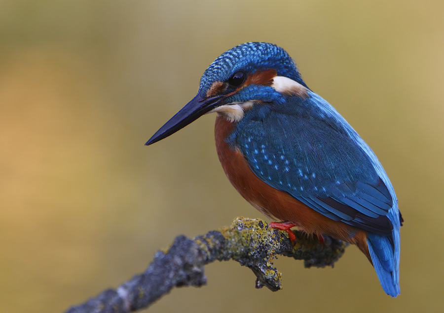 Eisvogel mit herbstlichem Hintergrund