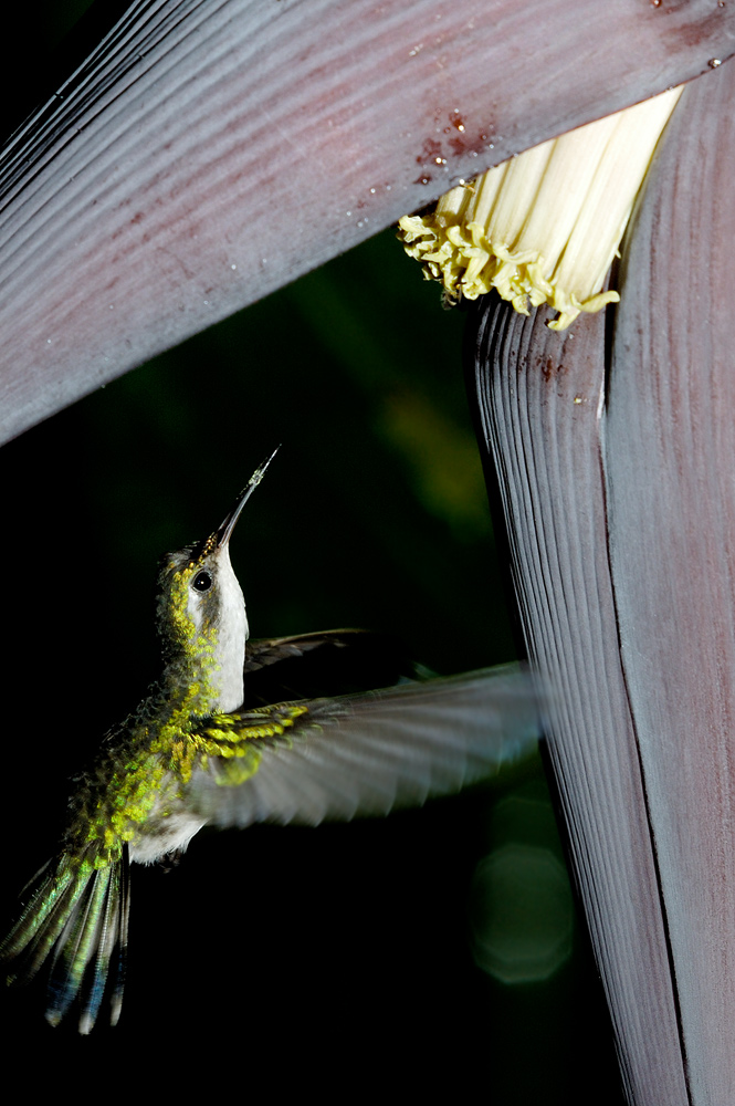 Gabelschwanzkolibri (Chlorostilbon canivetii)