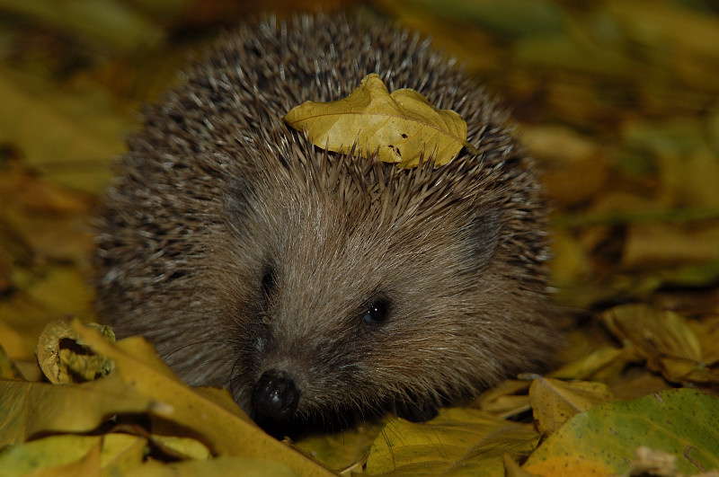 Igel mit Haarspange