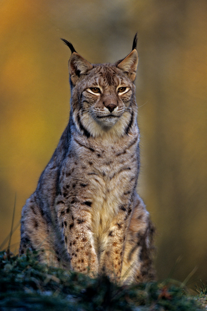 Luchs im letzten Licht