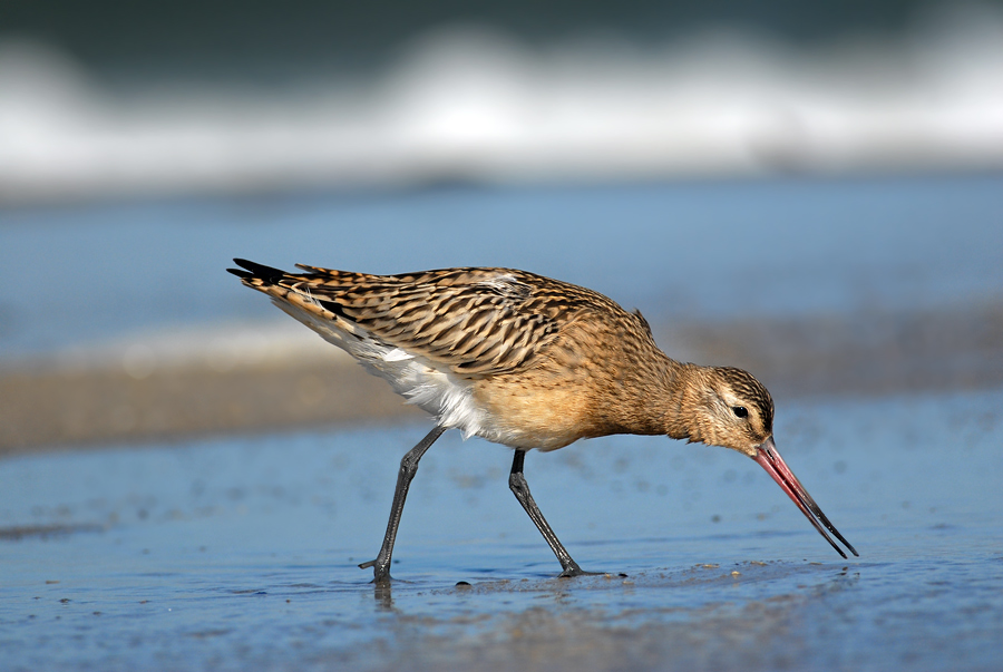 Bar-tailed Godwit