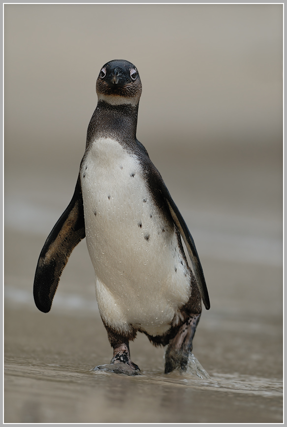 Brillenpinguin (Spheniscus demersus)