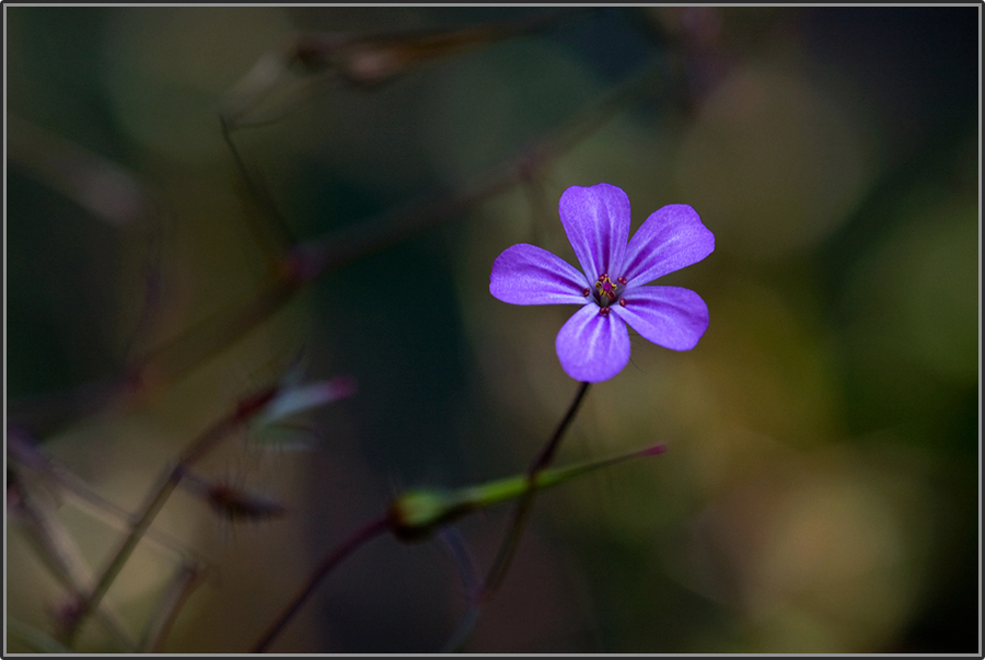 Letzte Blüte 1