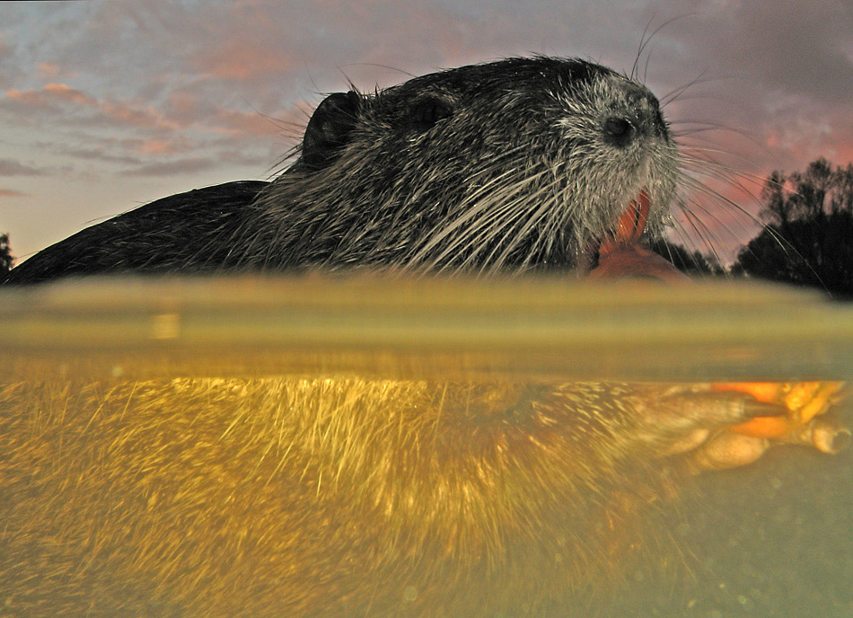 Nutria (Myocastor coypus)