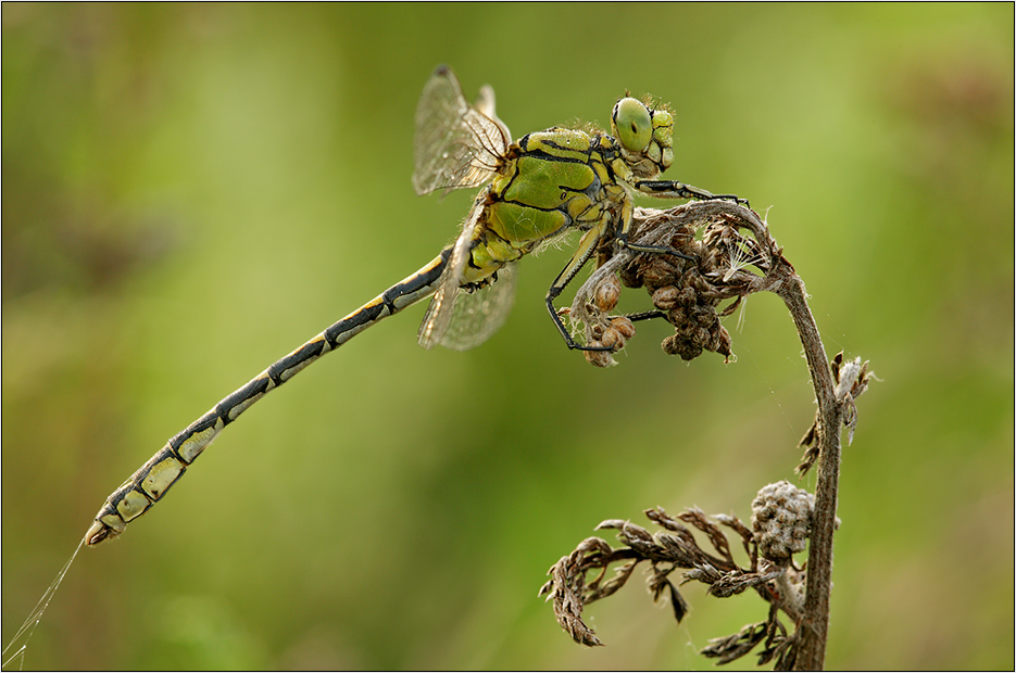 Grüne Flussjungfer (Ophiogomphus cecilia)