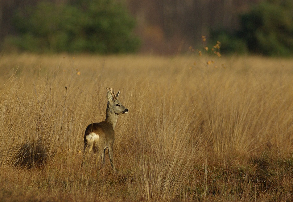 Der Moorbock