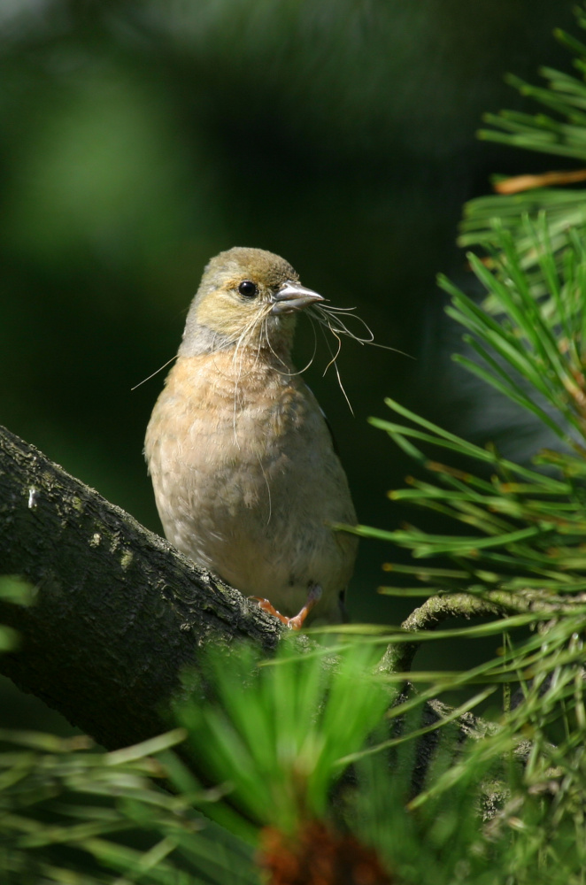 Buchfink weibl. mit Nestmaterial