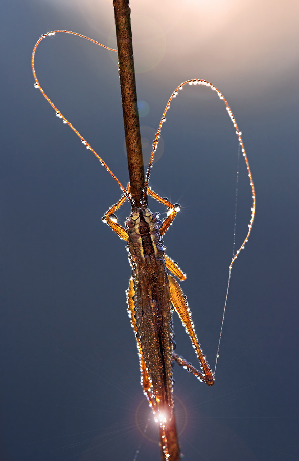 Der Tropfenangler