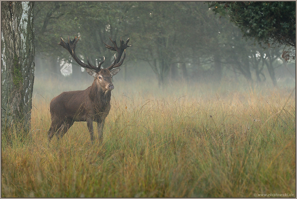 Morgenstund... Rothirsch *Cervus elaphus*