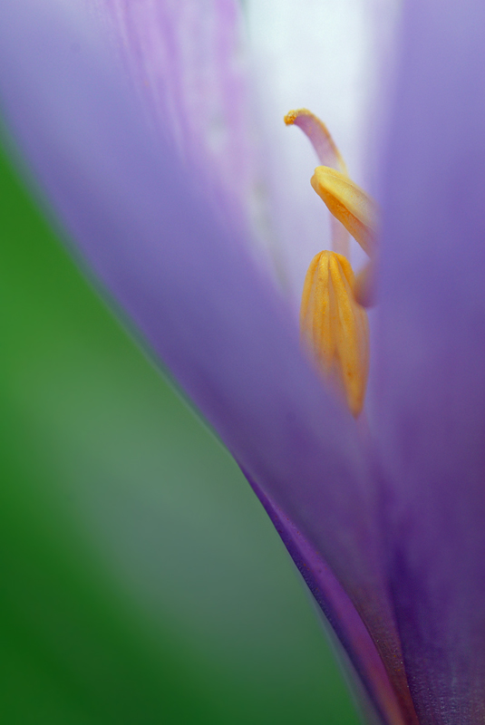 Colchicum autumnale
