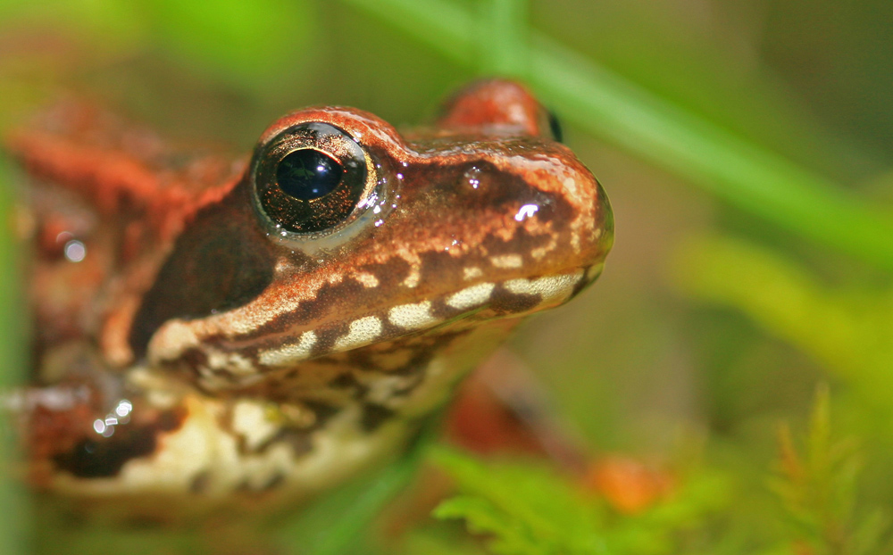 Junger Grasfrosch