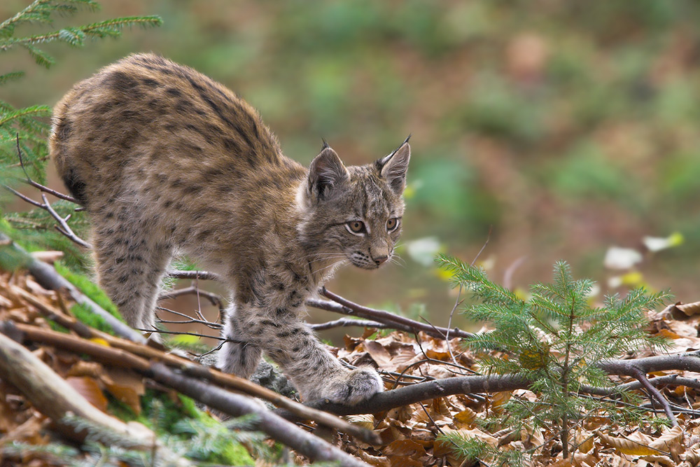 Junger Luchs im Bayerwald II