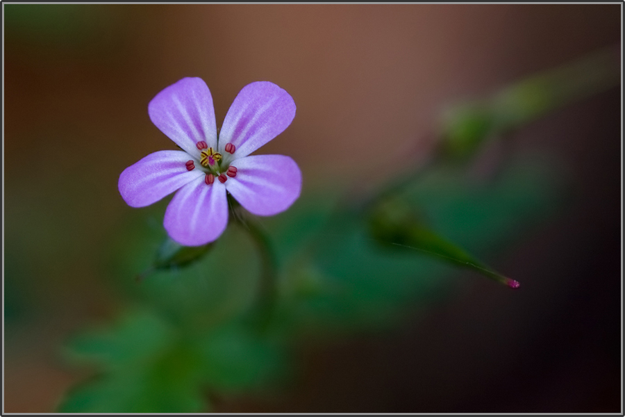 Letzte Blüte 2
