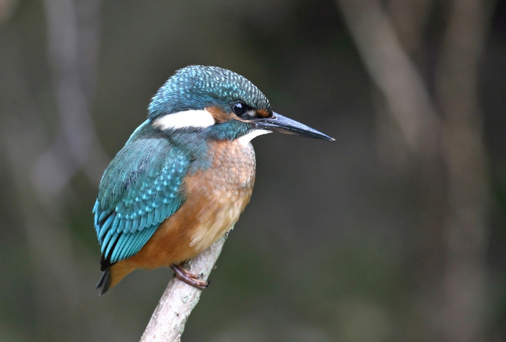 Junger Eisvogel