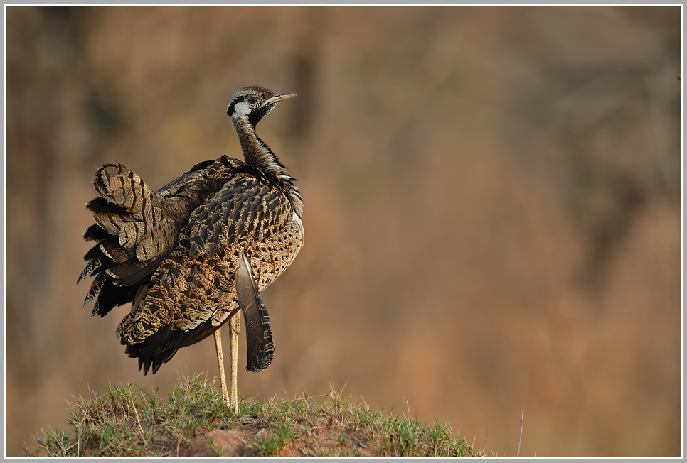 Schwarzbauchtrappe (Eupodotis melanogaster)