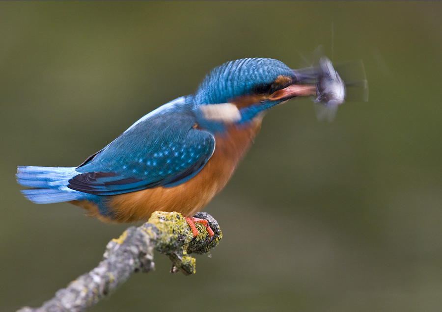 Eisvogel schüttelt Fischchen