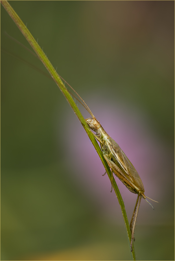 Weinhähnchen (Oecanthus pellucens)