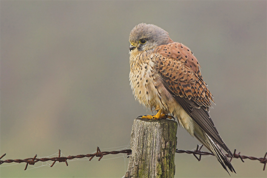 Turmfalke  ND