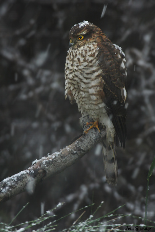 Im < Schneetreiben > Sperber Wildlife