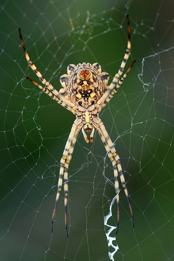 Argiope lobata