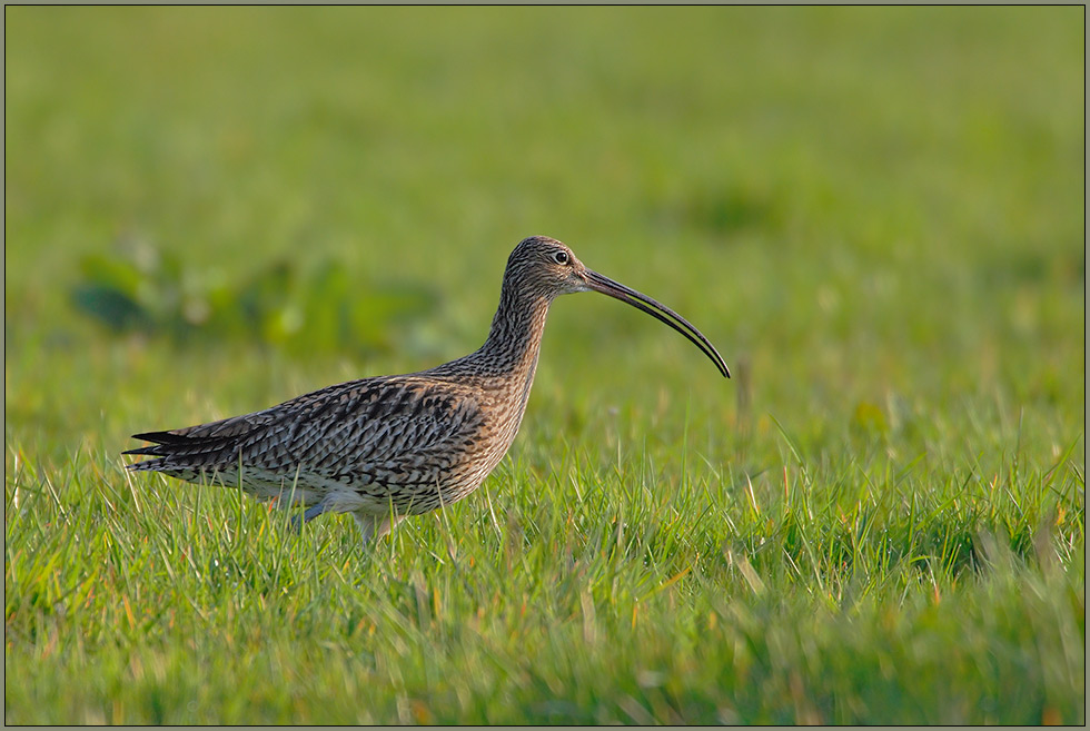 mit langem Schnabel... Großer Brachvogel *Numenius arquata*