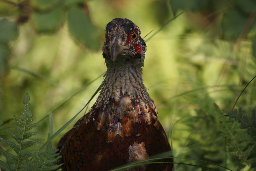 Mal kein Eisvogel von mir...