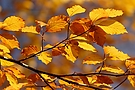 Herbstliche Buche