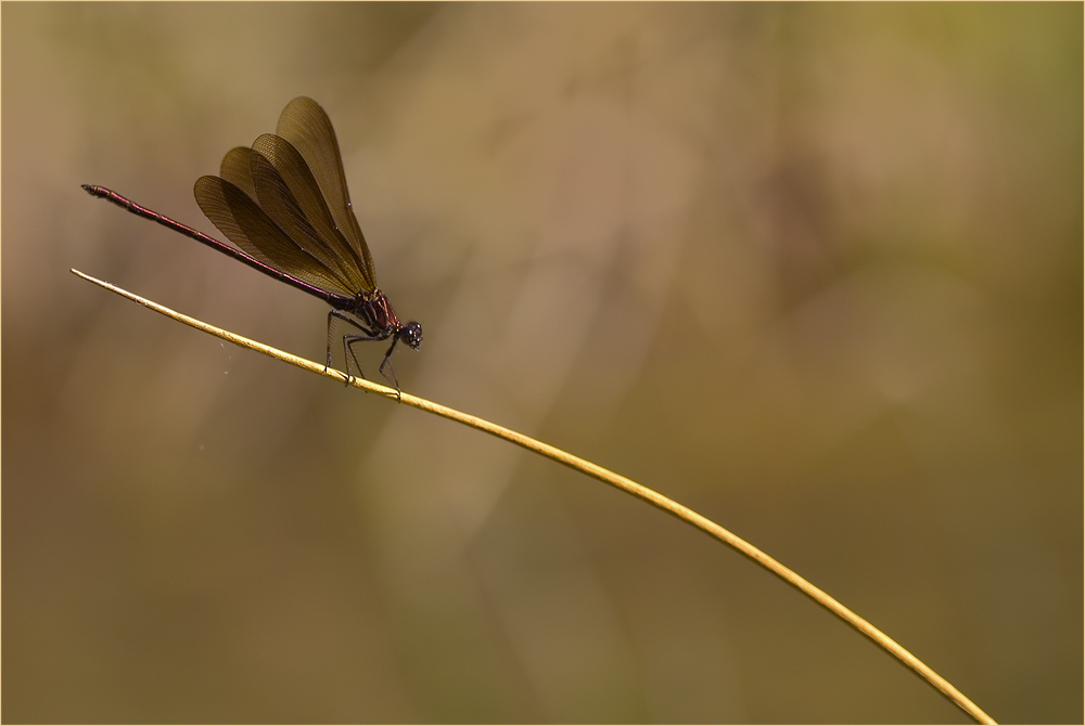 Bronzene Prachtlibelle (Calopteryx haemorrhoidalis)