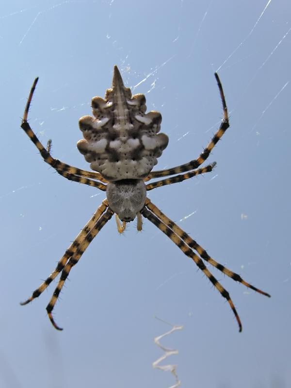 Argiope lobata