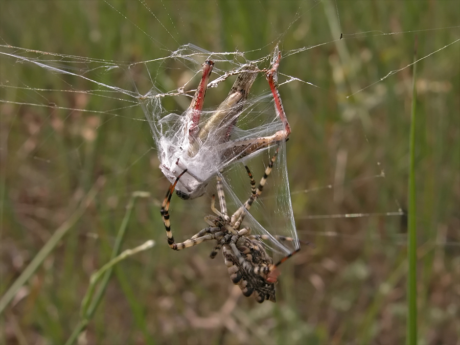 Argiope lobata