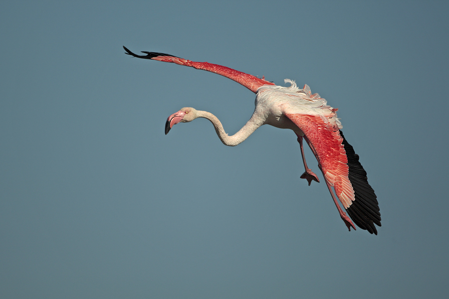 Jumbo im Landeanflug