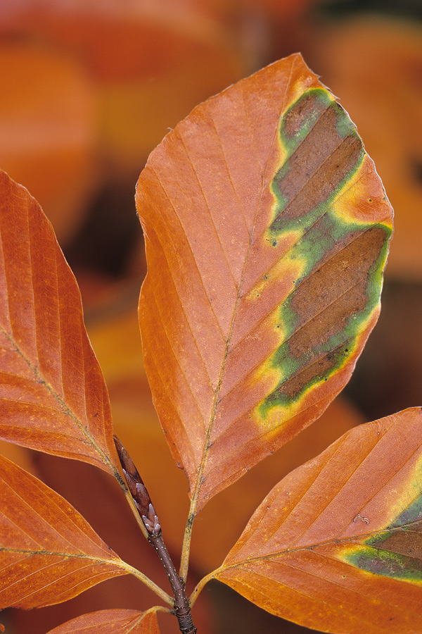 herbstliche Buchenblätter