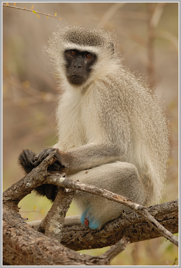 Grünmeerkatze (Cercopithecus aethiops)