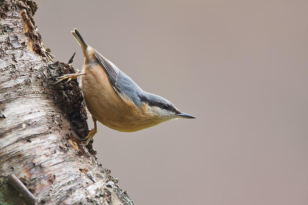 Kleiber (Sitta europaea)