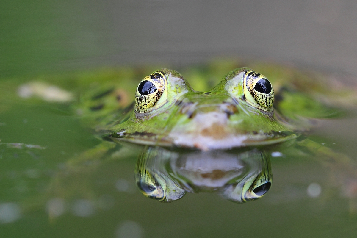 Schau mir in die Augen