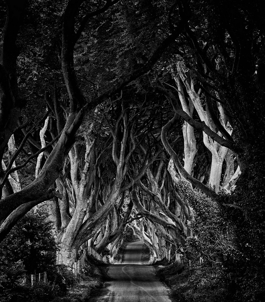 Dark Hedges