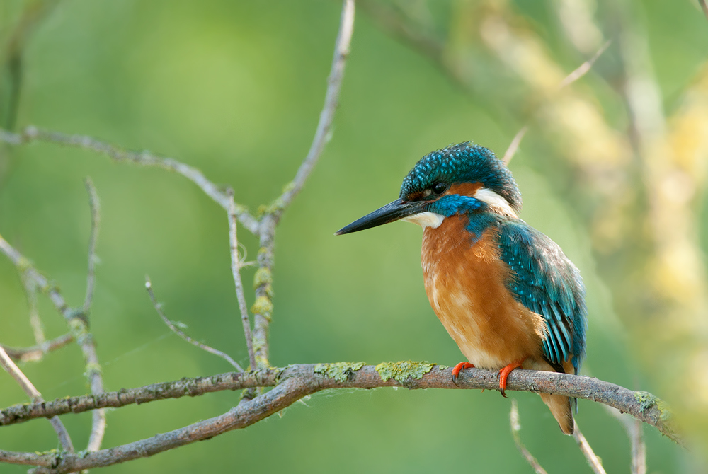 Tauber Eisvogel