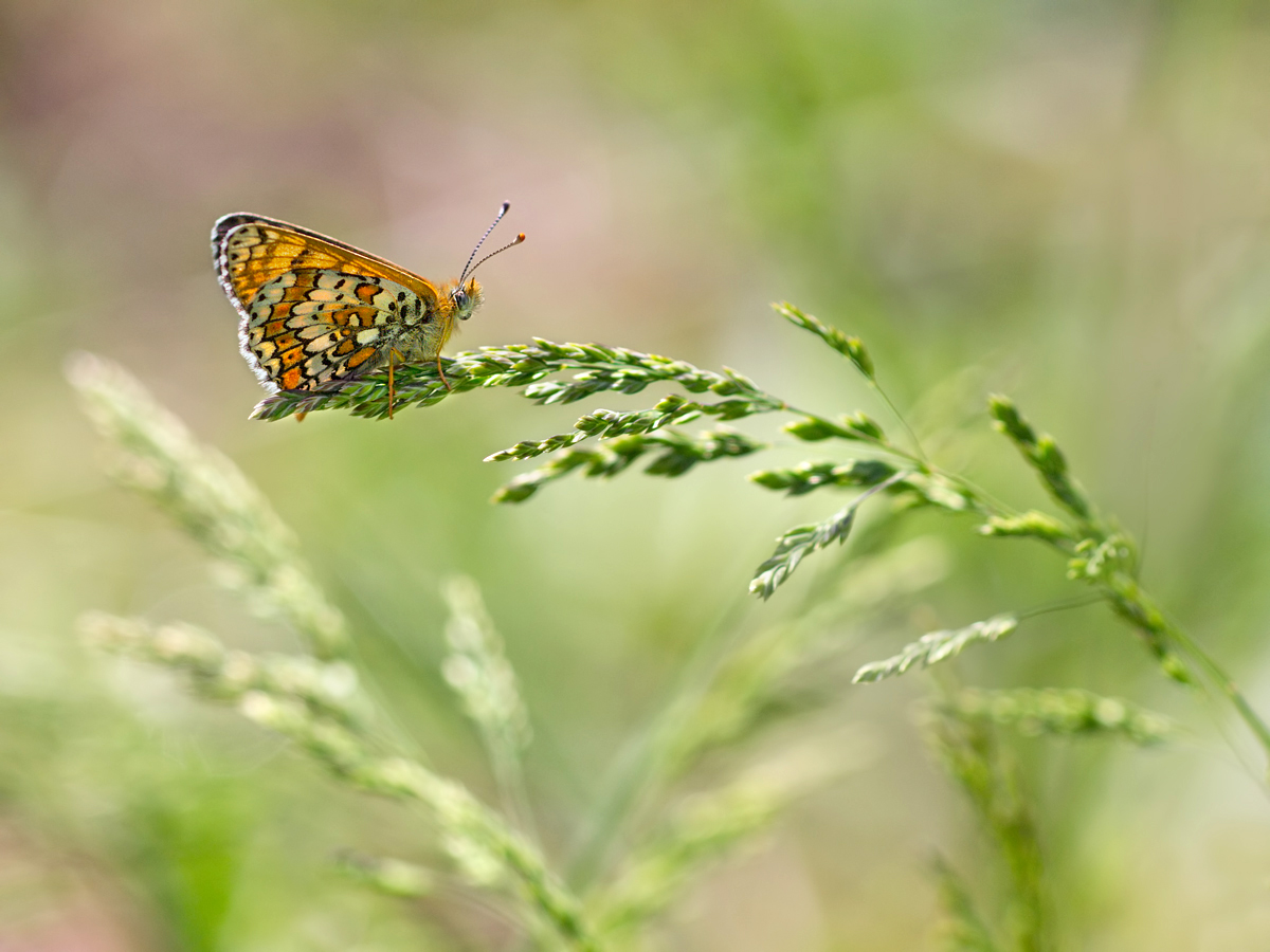 In der Wiese