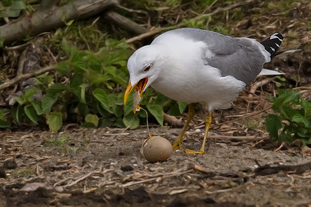 Silbermöwe mit einem Ei