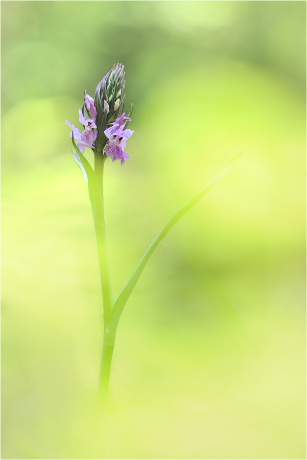 ~ wild orchid ~