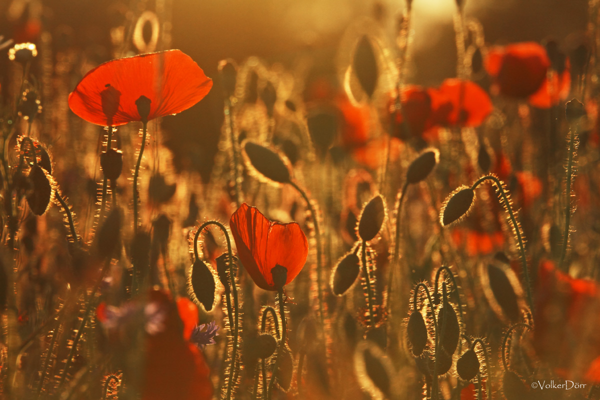 Mohn in Flammen