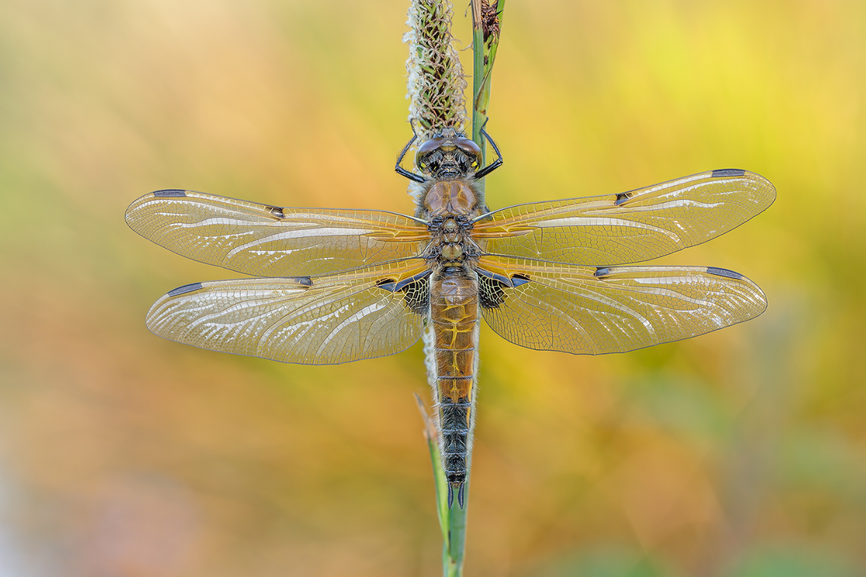 Vierflecklibelle