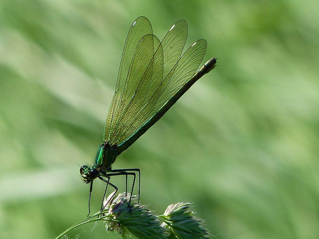 Gebänderte Prachtlibelle (Calopteryx splendens)