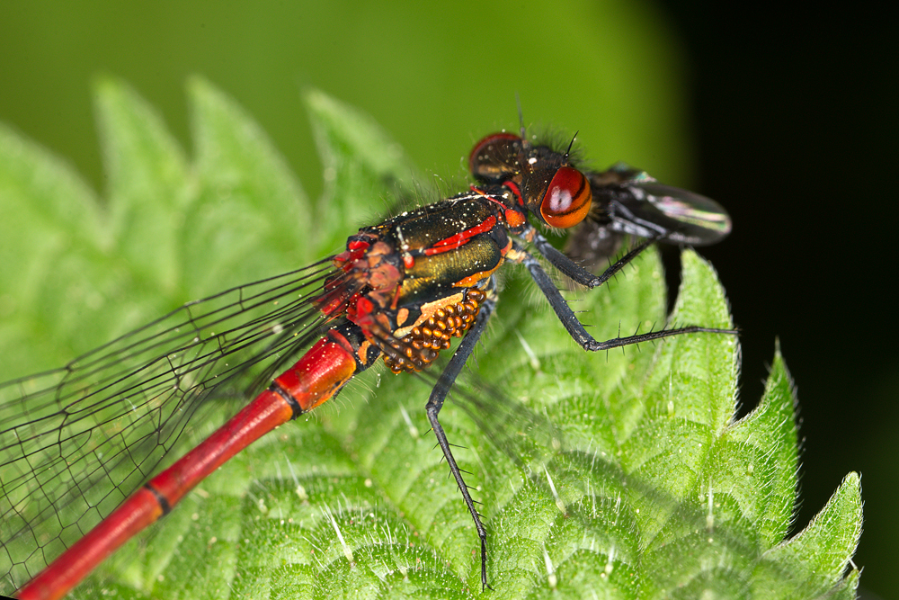 Libelle mit Parasitenbefall