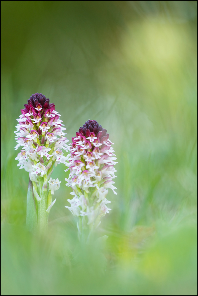 brandknabenkraut (orchis ustulata)
