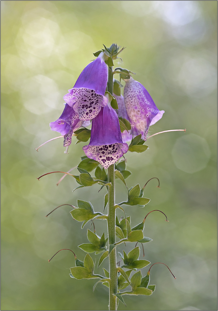 "Digitalis purpurea"