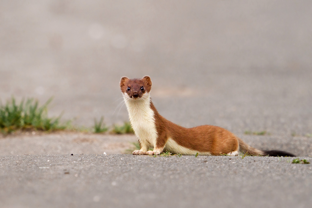 ~ Flinkes Wiesel ~ (Forum für Naturfotografen)