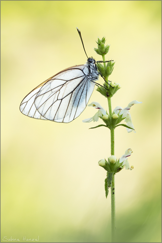~ black veined white ~