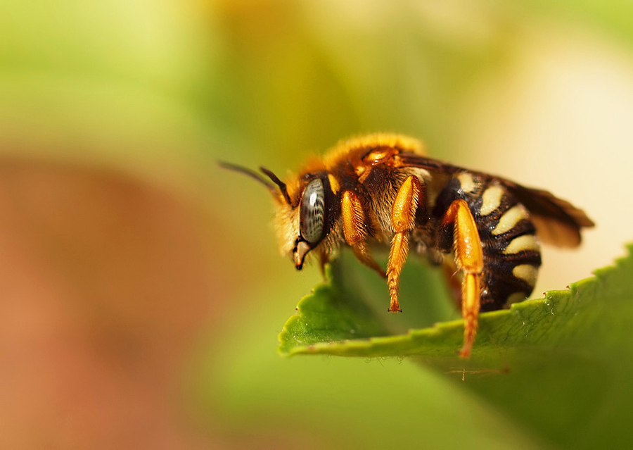 Rhodanthidium septemdentatum